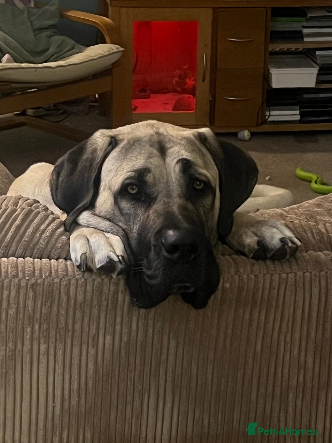 Mixed Breed dogs for sale: Dora the explorer  in Leeds - Image 5