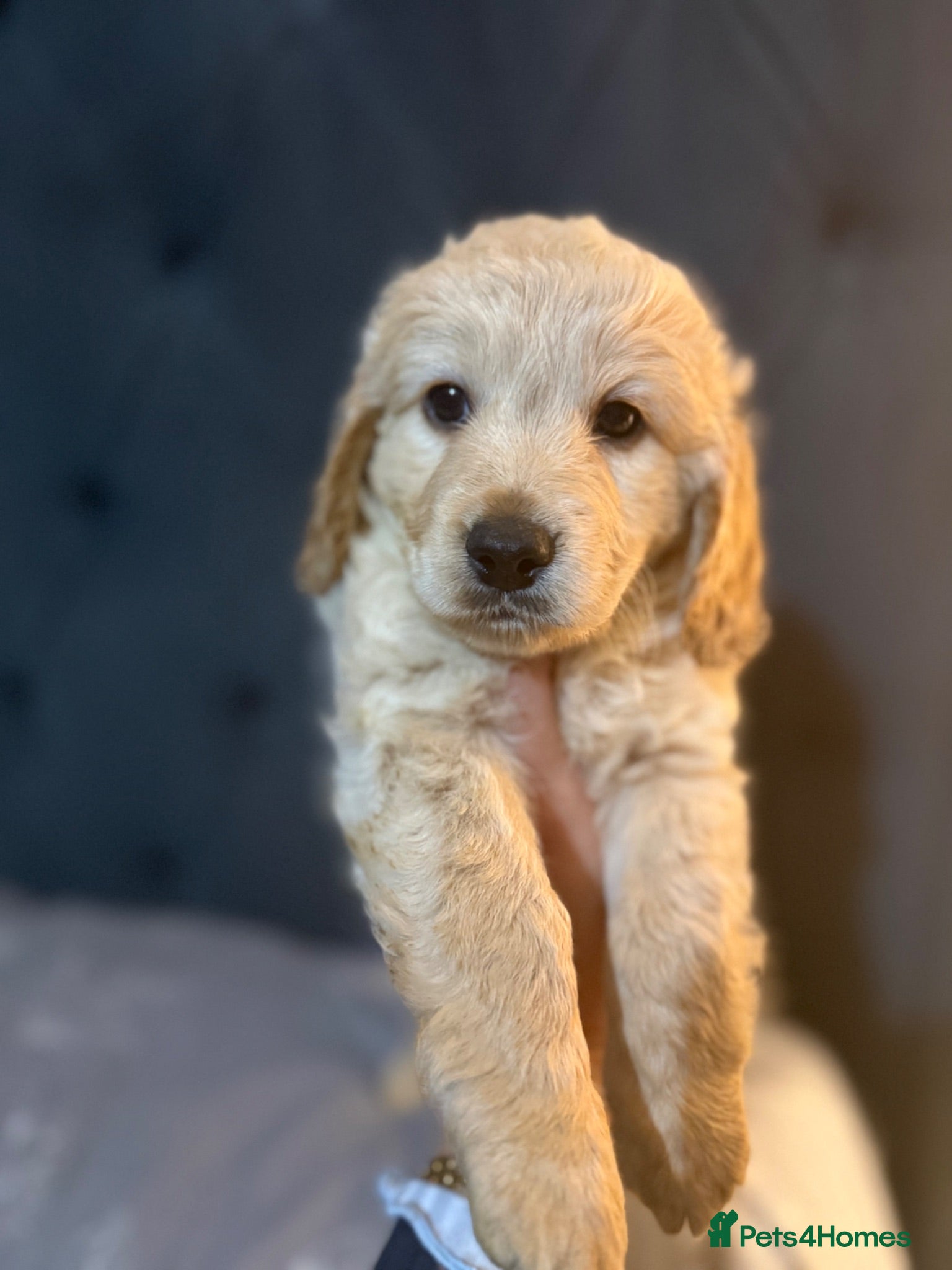 Cockapoo dogs F2 cockapoos for sale  - Advert 14