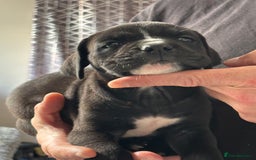 Mixed Breed dogs for sale: canó corso cross british bulldog stunning colours  - Image 9