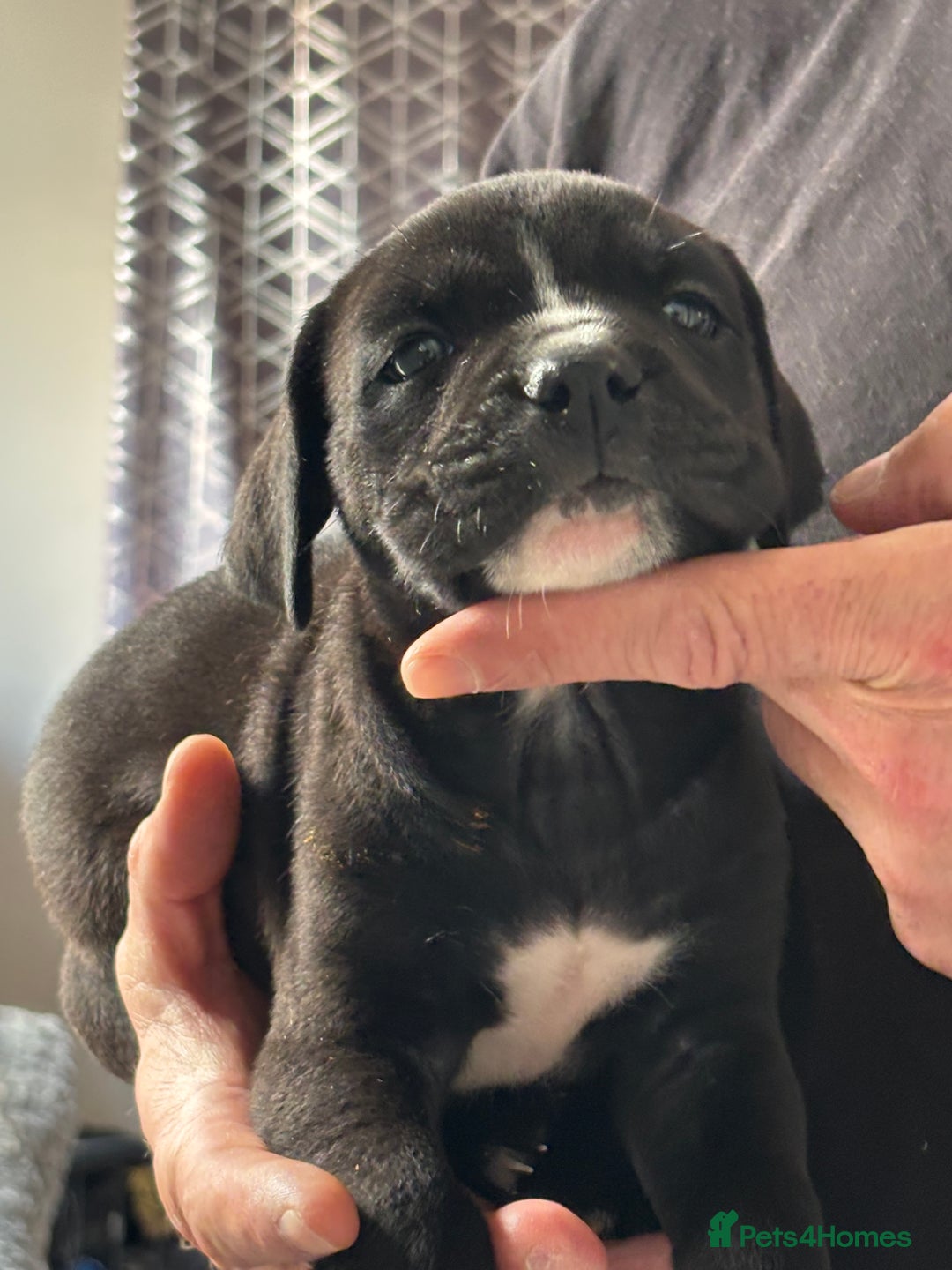 Mixed Breed dogs for sale: canó corso cross british bulldog stunning colours  - Image 9