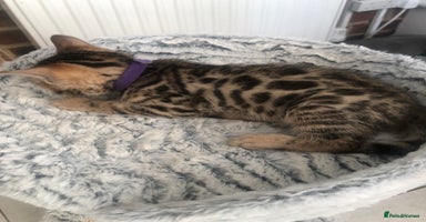 Bengal cats - Advert 2