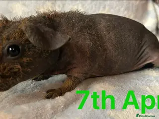 Guinea Pig rodents Skinny Pig Boars. - Advert 4