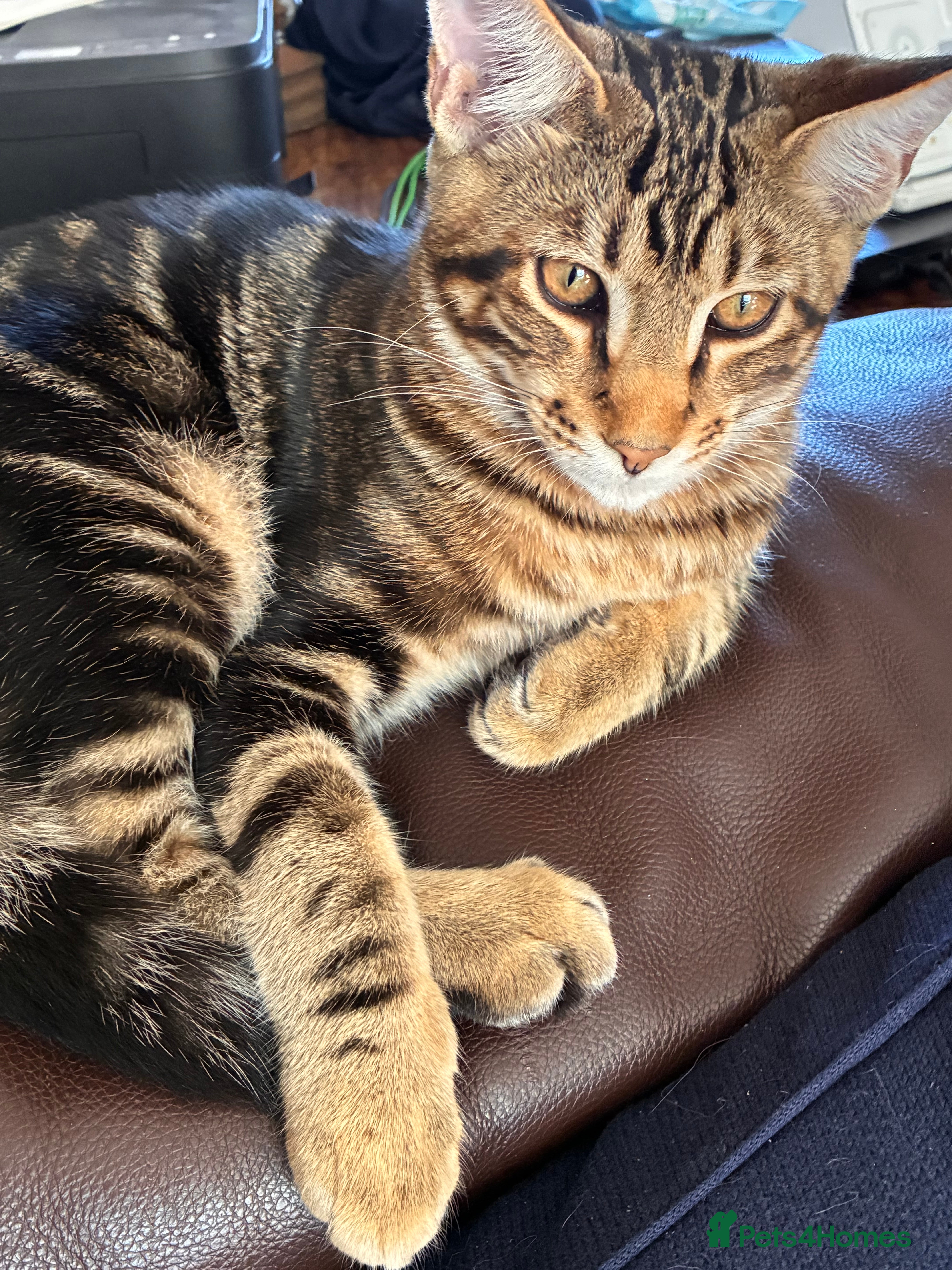 Mixed Breed cats Stuning Maine Coone kittens - Advert 2