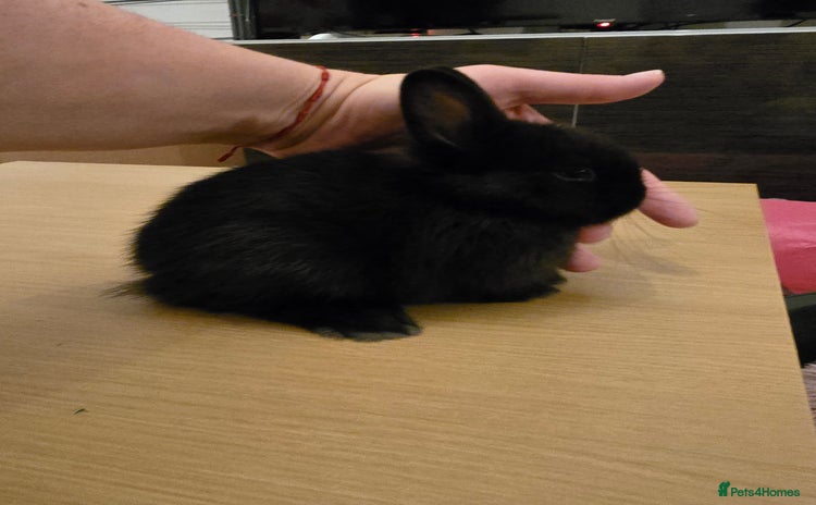 Netherland Dwarf rabbits - Advert 1