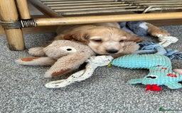 Cocker Spaniel dogs for sale: Beautiful gold cocker puppies - Image 23