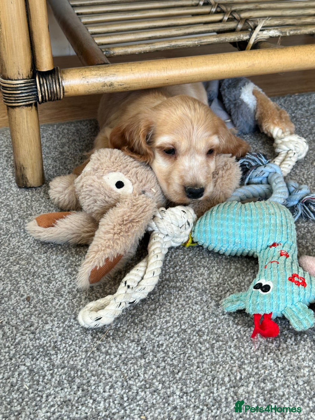 Cocker Spaniel dogs for sale: Beautiful gold cocker puppies - Image 23