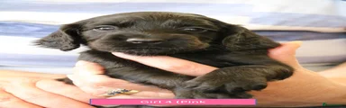 Cocker Spaniel 4