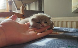 British Shorthair cats for sale: GCCF Registered British Shorthair Kittens - Image 19