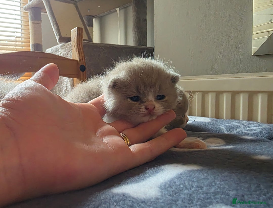 British Shorthair cats for sale: GCCF Registered British Shorthair Kittens - Image 19