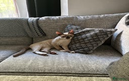 Devon Rex cats for sale: Devon Rex Boy “Chino” - Advert 3