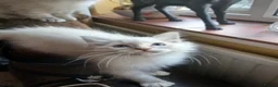 Ragdoll cats for sale: Beautiful brother and sister Ragdoll kittens - Advert 14
