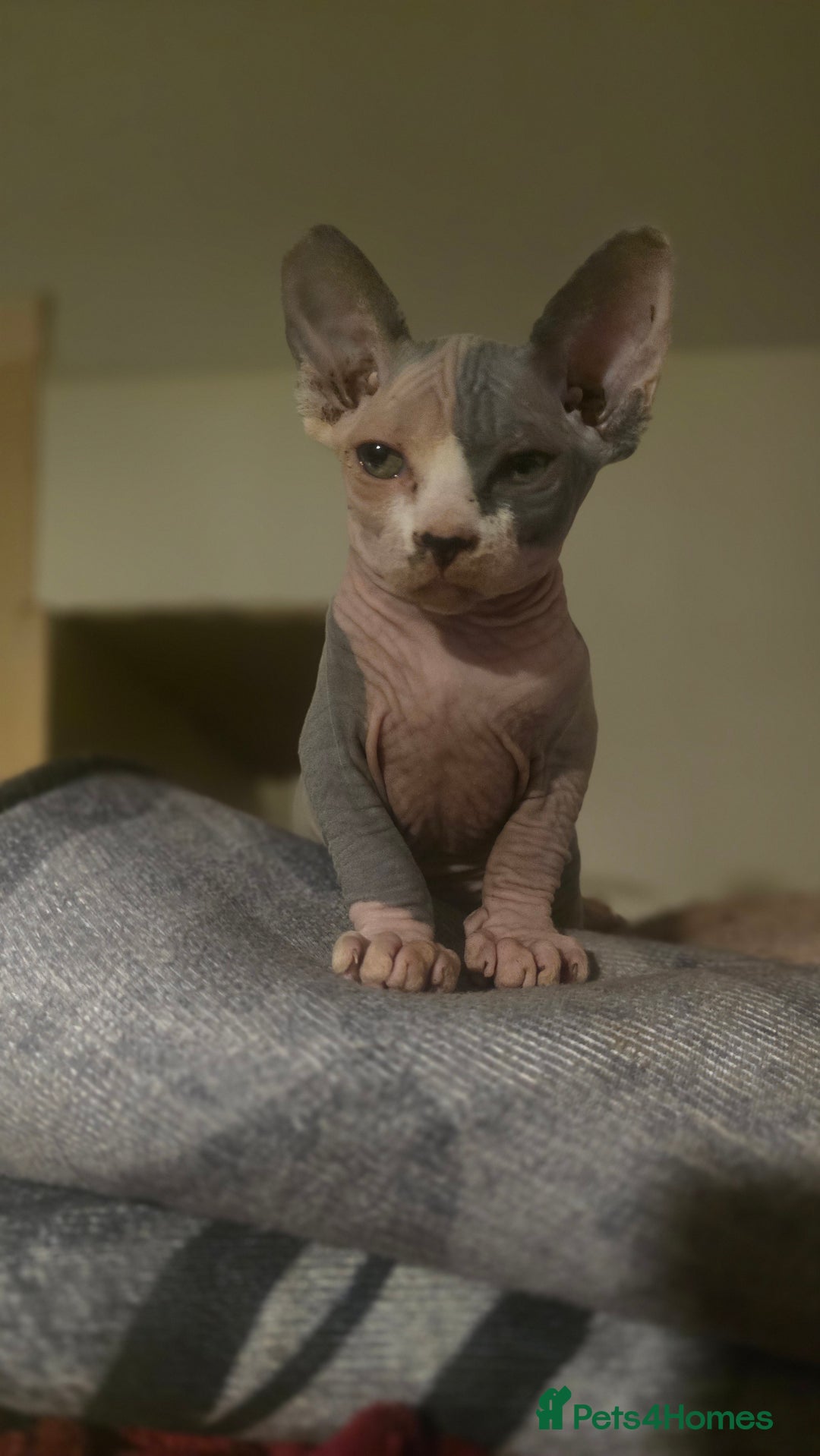 Sphynx cats for sale: READY NOW ONE LEFT SPHYNX BABY GIRL 💖 - Advert 3