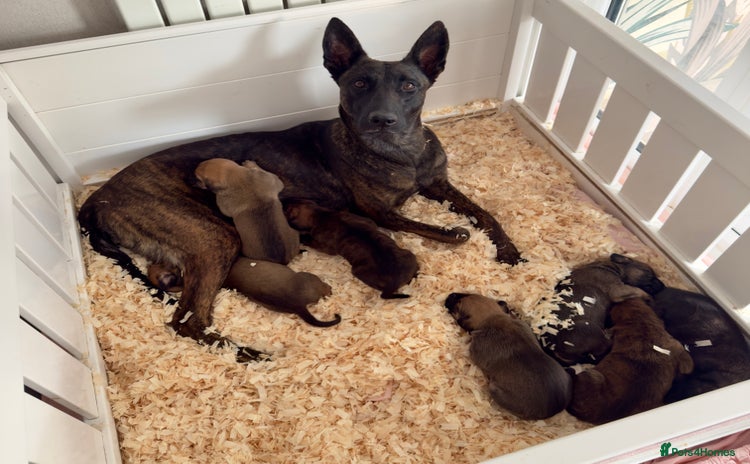 Belgian Shepherd Dog dogs - Advert 1