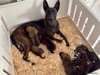Belgian Shepherd Dog dogs - Advert 2