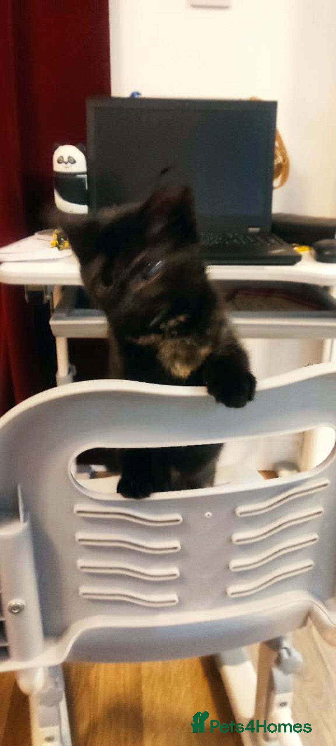 British Shorthair cats for sale: Adorable Black Tortoiseshell Kitten for Sale  - Advert 3