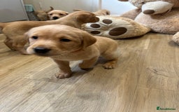 Labrador Retriever dogs for sale: My lovely Labrador puppies - Image 27