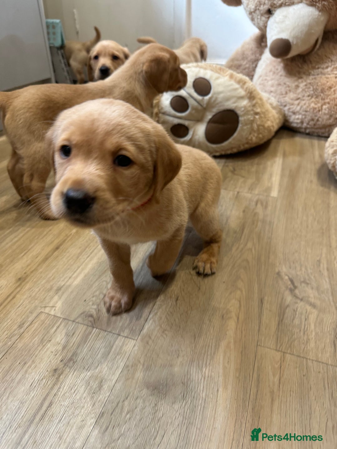 Labrador Retriever dogs for sale: My lovely Labrador puppies - Image 27