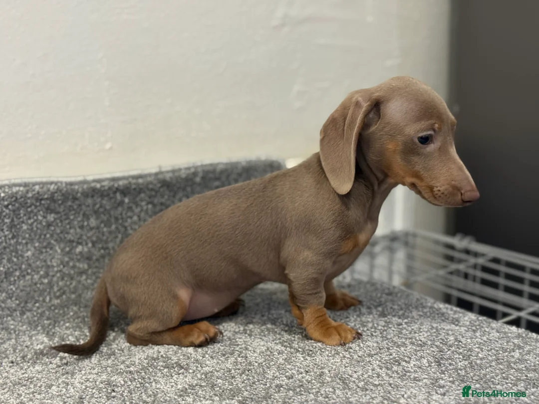 Miniature Dachshund dogs for sale: 💙Carry fluffy Isabella Mini Dachshund Puppies🐶❤️ - Advert 25