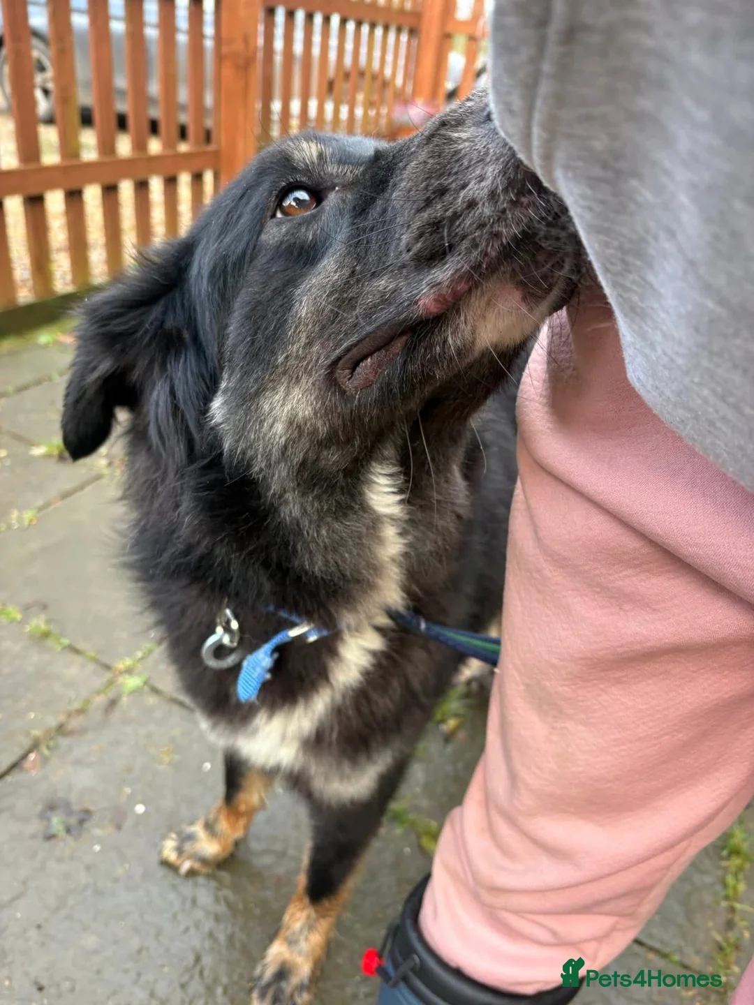 Mixed Breed dogs for adoption: Waffle - Norwich Norfolk  - Advert 12