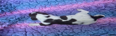 Destrier Rose Petal - Liver/ White Girl