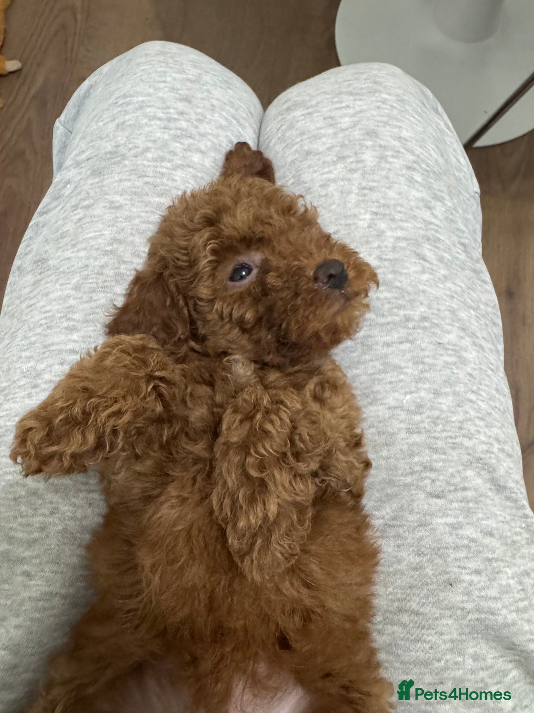 Miniature Poodle dogs for sale: 🐩 Outstanding Deep Red Miniature Poodle Puppies  - Advert 29