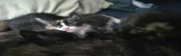 Mixed Breed cats for sale: 3 Fluffy Female Kittens For Sale - Advert 9
