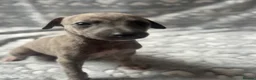 Whippet dogs for sale: KC registered whippet puppy’s  - Advert 18
