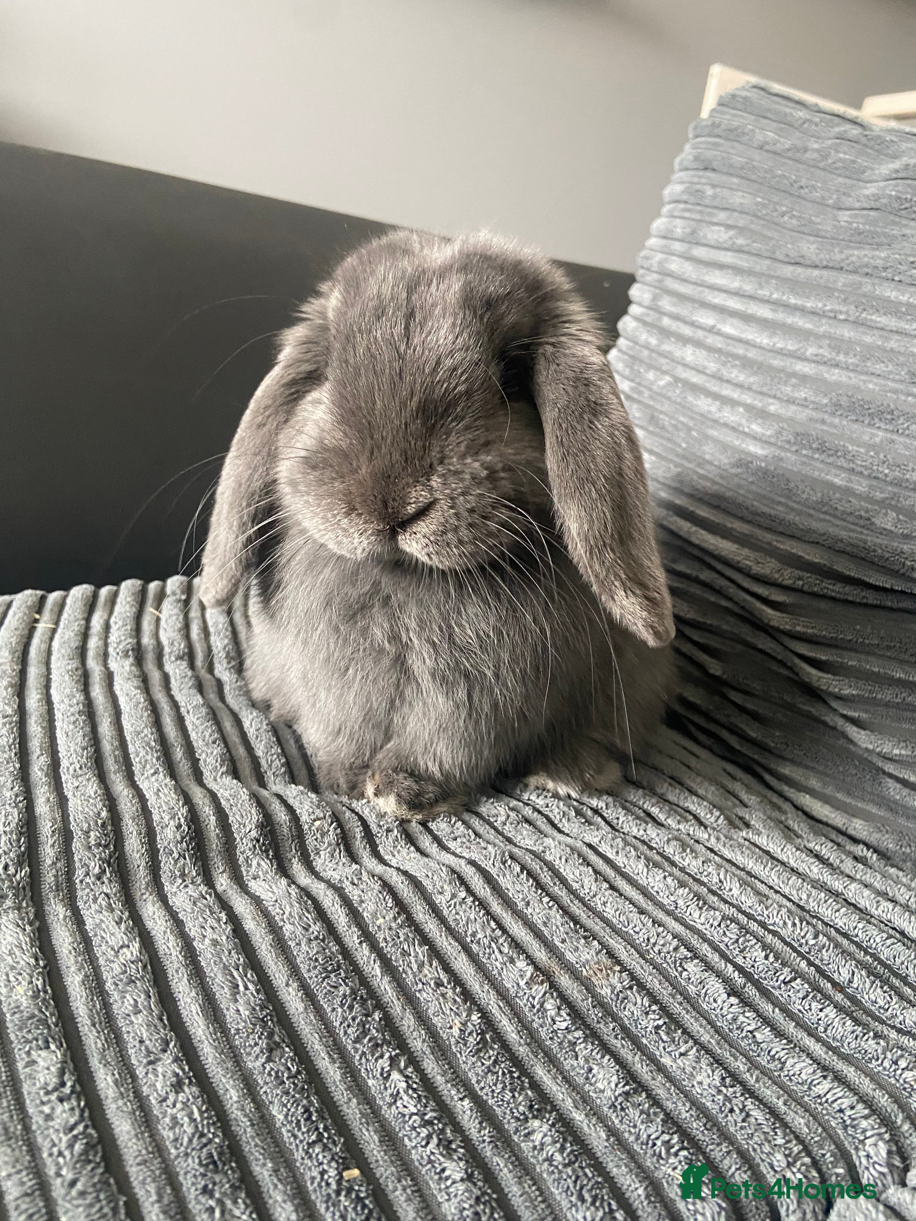 Mini Lop rabbits Male Mini Lop - Rehoming - Advert 14