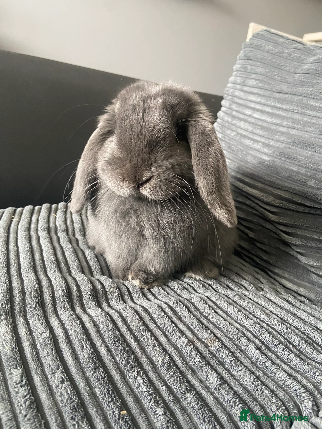 Mini Lop rabbits for sale: Male Mini Lop - Rehoming - Advert 1