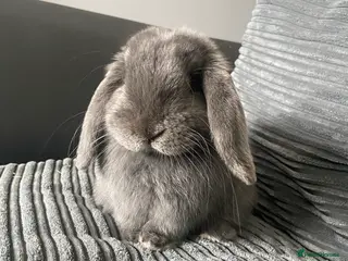 Mini Lop rabbits Male Mini Lop - Rehoming - Advert 14