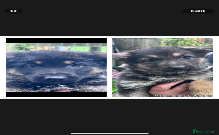 German Shepherd dogs German shepherd pups READY TO LEAVE - Advert 10