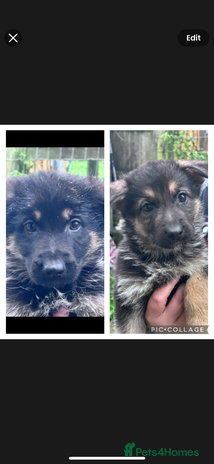 German Shepherd dogs German shepherd pups READY TO LEAVE - Advert 10