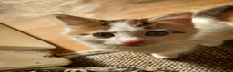 Mixed Breed cats for sale: 12-Week-Old Male Kitten looking for a Loving Home - Advert 4