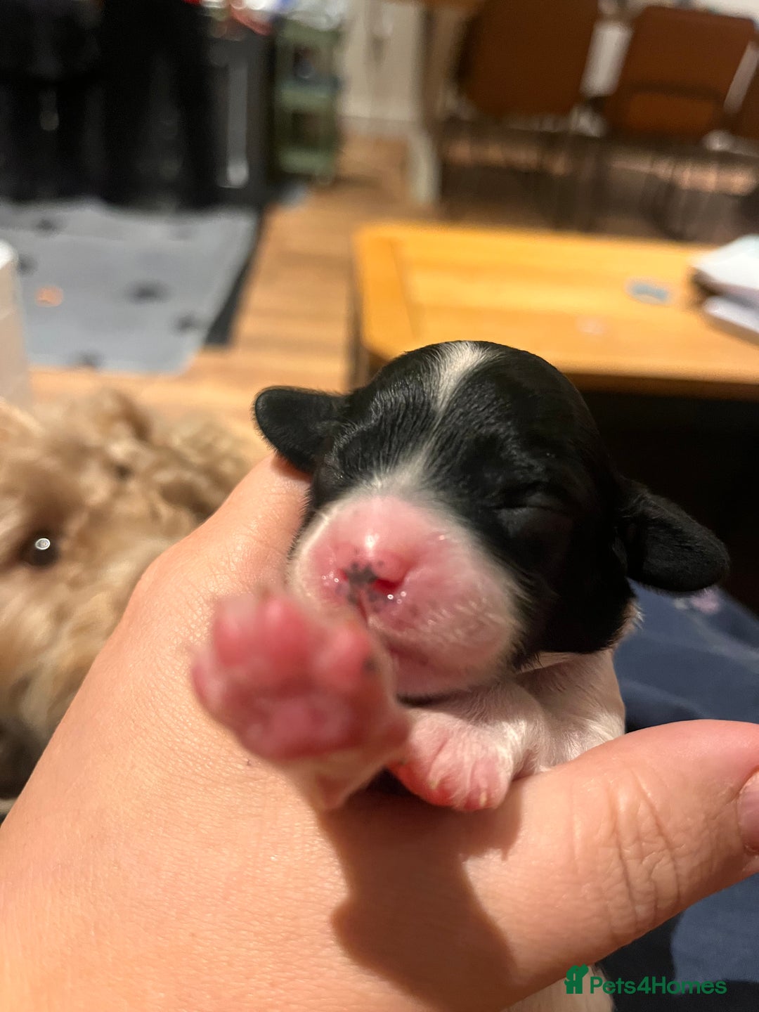 Australian Labradoodle dogs for sale: Healthy tested true Australian Labradoodle pups - Advert 12