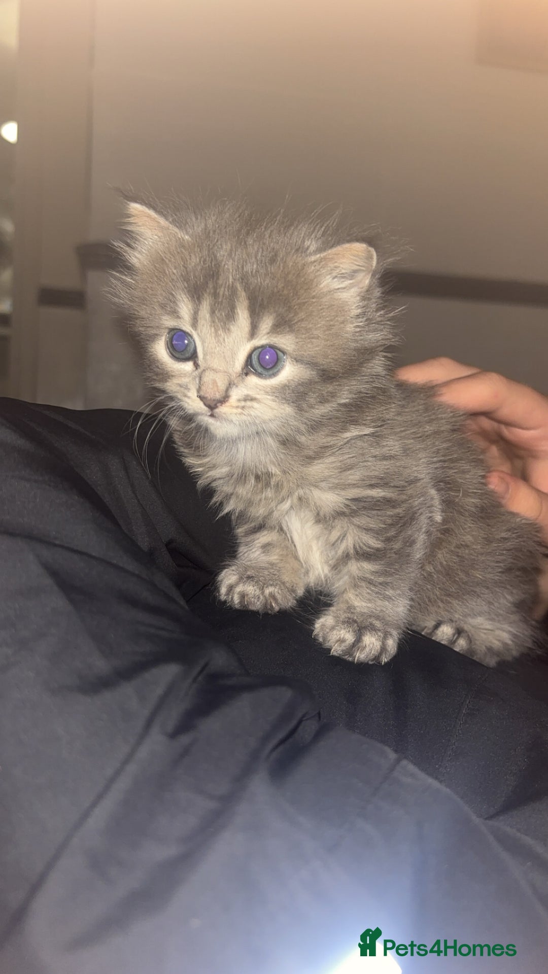 Domestic Shorthair cats for sale: Tabby long haired female  - Advert 4