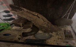 Mouse rodents for sale: 4 micro squirrels and full set up (dormice) - Image 2