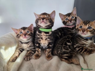 Bengal cats Tica register Bengal Kittens 😸 - Advert 5