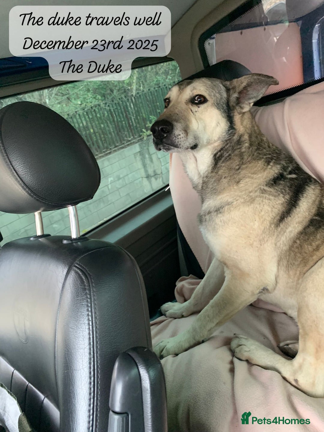 Mixed Breed dogs for adoption: The Duke, 8 yrs approx. Available for adoption. - Advert 10