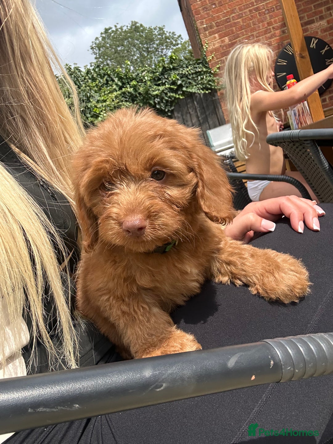 Cockapoo dogs for sale: READY NOW red cockapoos  - Image 2