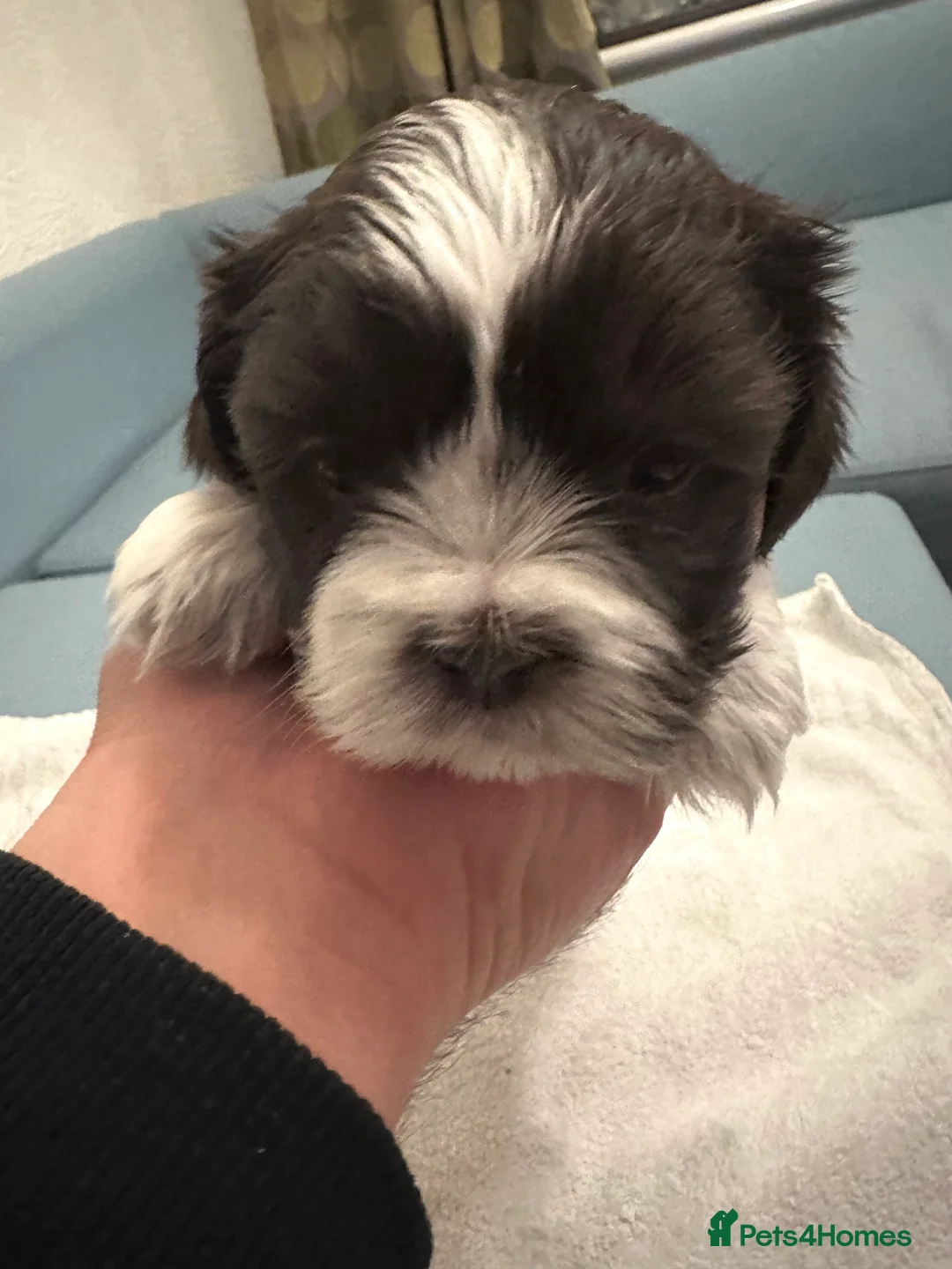 Mixed Breed dogs for sale: Lovely puppies  - Advert 2