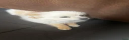 Pomeranian dogs for sale: Dixie beautiful lovely Pomeranian   Reduce  - Advert 5