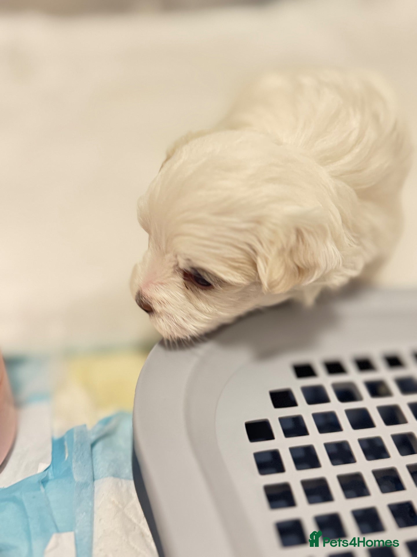 Maltese dogs for sale: 🐾💕 ADORABLE TINY PURE MALTESE - RESERVE NOW!  - Advert 1
