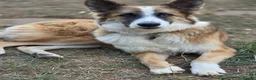 Mixed Breed dogs for adoption: Kyle - Beautiful Collie mix boy  - Advert 4
