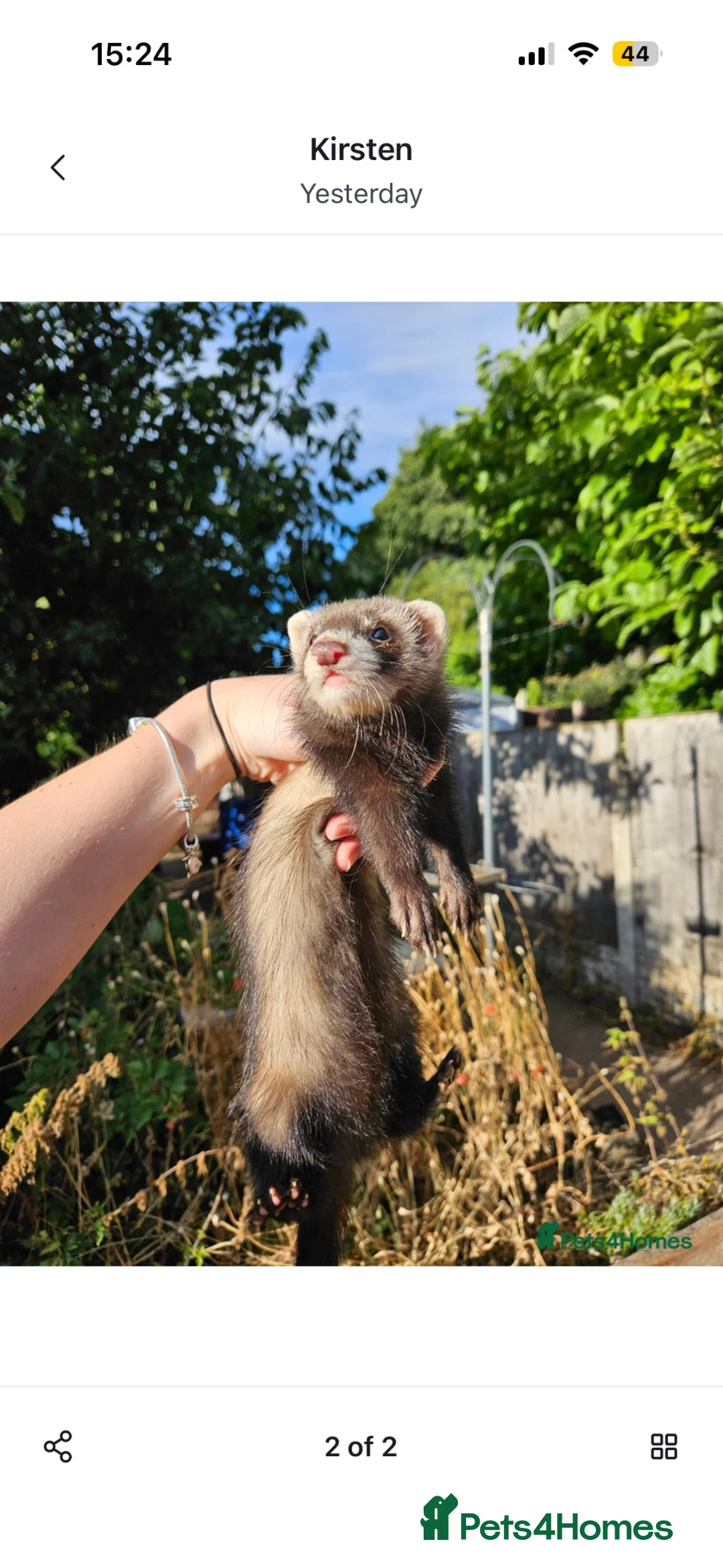 Ferret rodents for sale: Two stunning semi tamed ferrets  in Derby - Advert 7