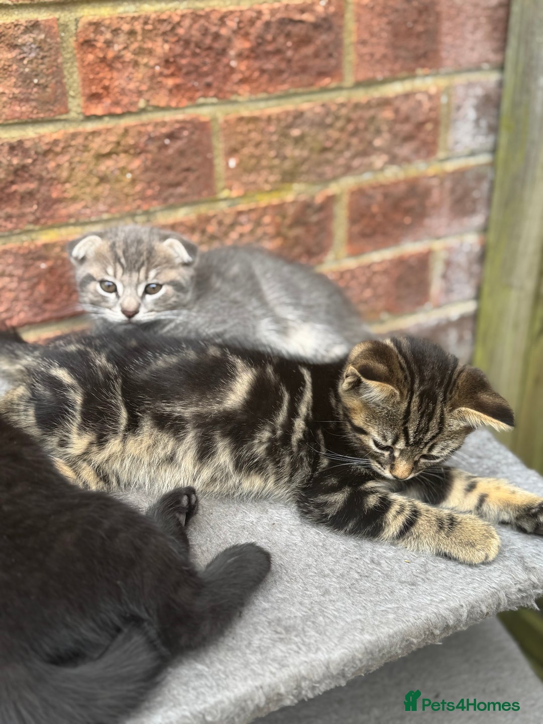 British Shorthair cats for sale: Beautiful British cat  - Image 3