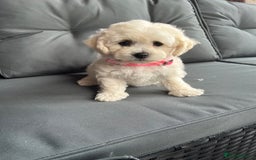 Bichon Frise dogs for sale: Bichon Frise Puppies  - Image 23