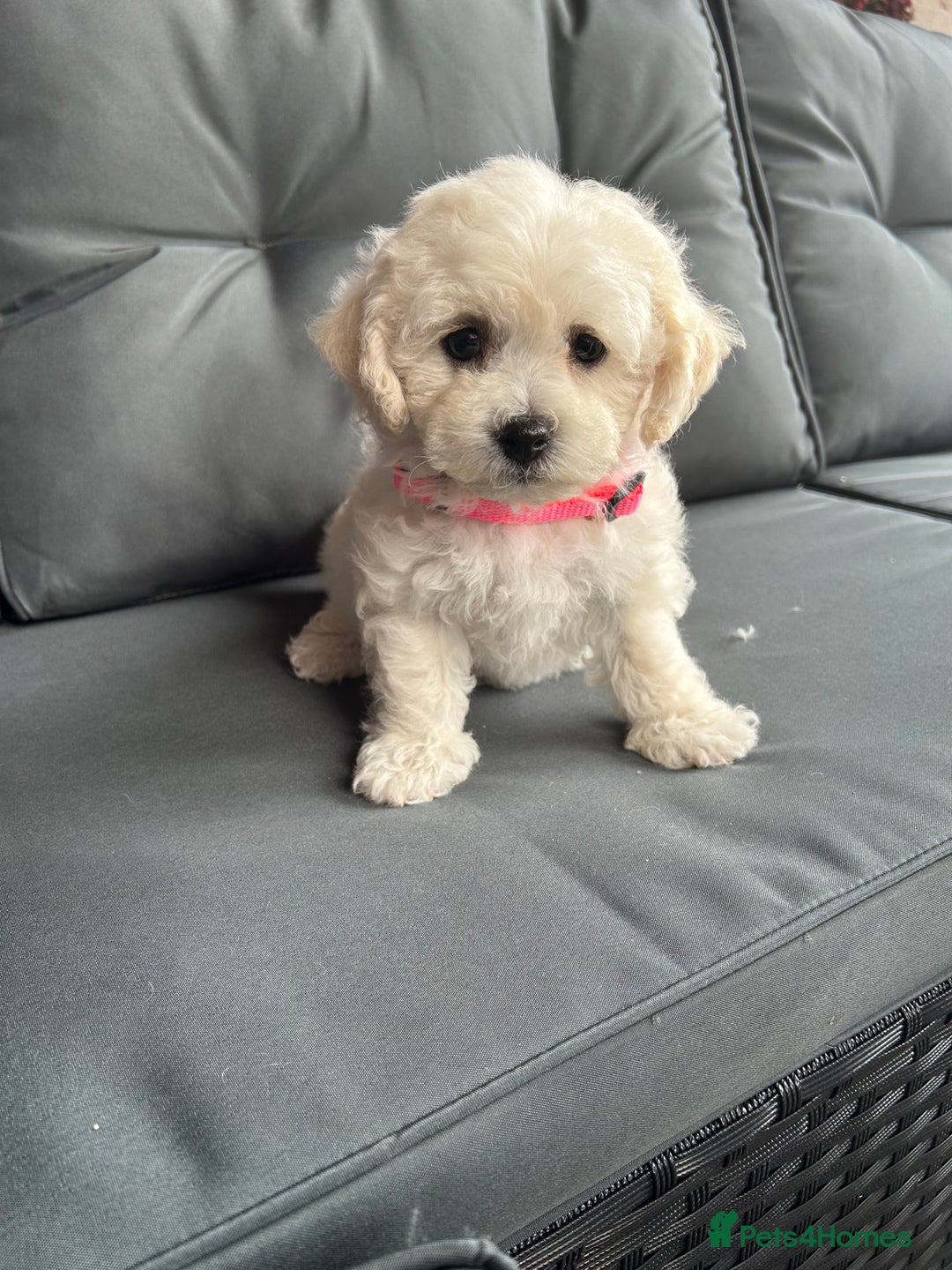 Bichon Frise dogs for sale: Bichon Frise Puppies  - Image 23