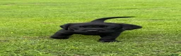 Labrador Retriever dogs for sale: Superb Working Labrador Puppies - Advert 17