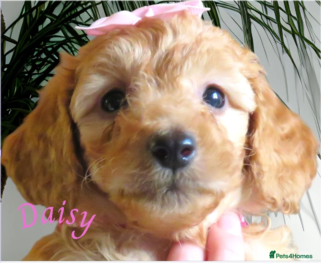 Cockapoo dogs for sale: Beautiful DNA Health tested Cockapoos - Advert 36