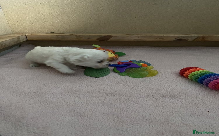 West Highland Terrier dogs - Advert 1